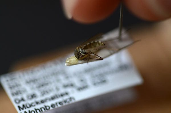 Exotische Mücken breiten sich in Deutschland aus