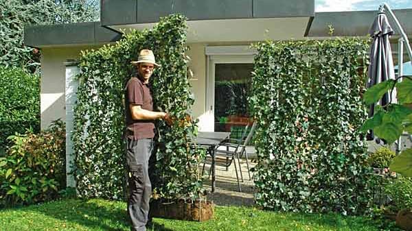 Hecke am laufenden Meter: Terrasse