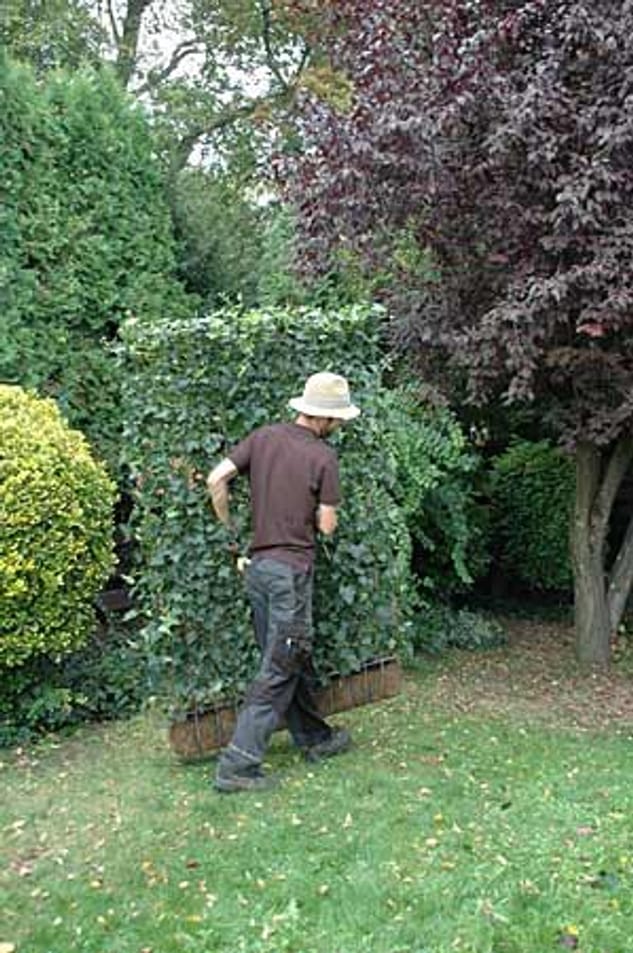 FotoShow zu FertigHecke Blickdichte Hecke in nur einem Tag