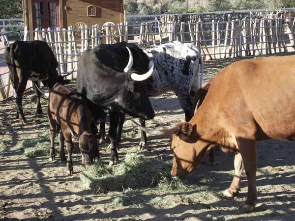 2002 übernahm der "englische Cowboy" Turner den Besitz von Smith und nannte den Ort fortan "Grand Canyon Ranch". Das Brandzeichen seiner Rinder änderte Turner bei der Übernahme übrigens gleich mit: Ein paar Striche, schon wurde aus dem "Diamond Bar"-Diamanten ein Helikopter.