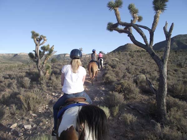 Hoch zu Ross passiert man am Nachmittag Hunderte Josua-Bäume, von denen nur im kalifornischen Joshua-Tree-Nationalpark mehr wachsen als hier.