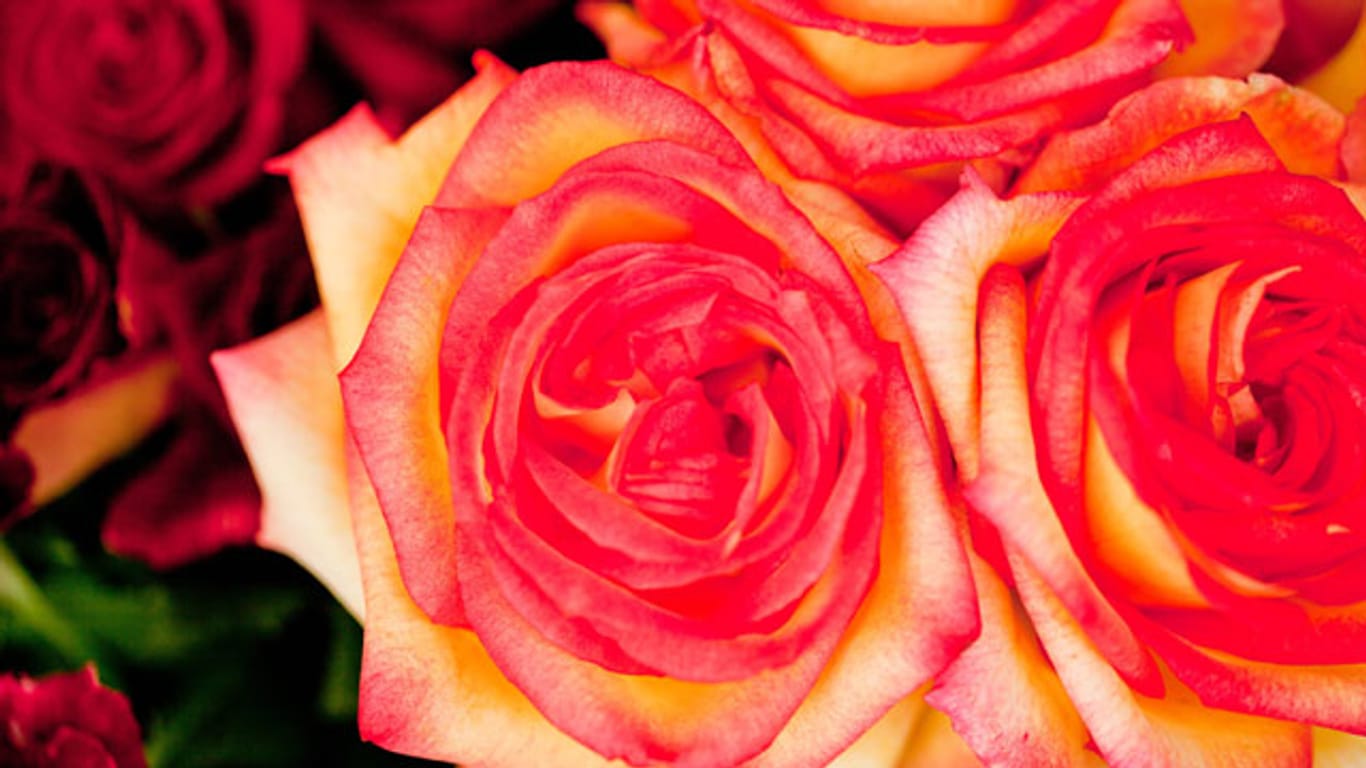 Die rote Rose gilt als Symbol der Liebe