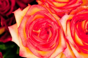Die rote Rose gilt als Symbol der Liebe