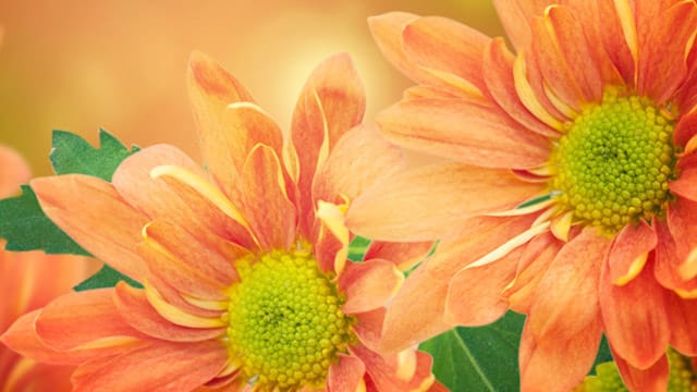 Die Chrysantheme gilt als dezenter Liebesbeweis