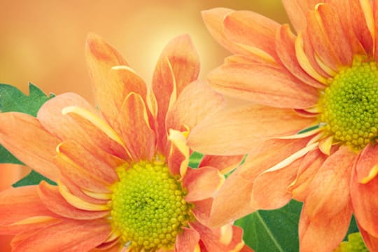 Die Chrysantheme gilt als dezenter Liebesbeweis