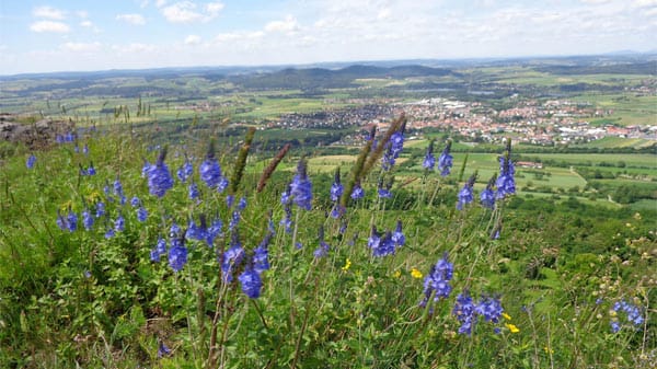 Ehrenpreis schmückt den Ausblick vom steilen Fels des Staffelberges über das Maintal.