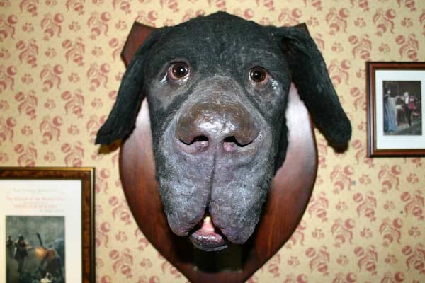 Überraschendes Ausstellungsstück im Museum: der mächtige ausgestopfte Kopf des Hundes von Baskerville, der Holmes' berühmtestem Fall seinen Namen gab.