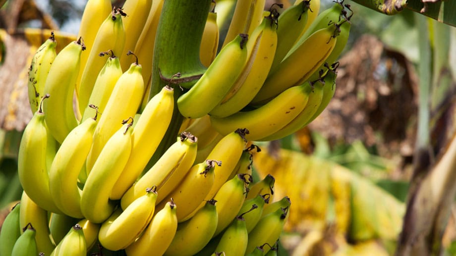 Bananen: Bananen sorgen für einen lange anhaltenden, konstanten Blutzuckerspiegel und steigern damit die Konzentrationsfähigkeit. Sie sind reich an Ballaststoffen und enthalten wichtige Eiweißbausteine. Diese machen es möglich, die die Botenstoffe Dopamin und Nor-Adrenalin freizusetzen, die für unsere Aufmerksamkeit und Lernfähigkeit erforderlich sind. "