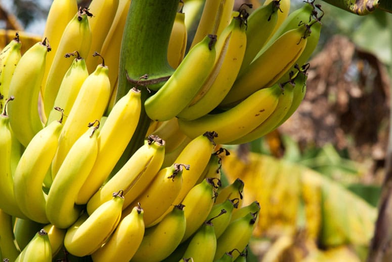 Bananen: Bananen sorgen für einen lange anhaltenden, konstanten Blutzuckerspiegel und steigern damit die Konzentrationsfähigkeit. Sie sind reich an Ballaststoffen und enthalten wichtige Eiweißbausteine. Diese machen es möglich, die die Botenstoffe Dopamin und Nor-Adrenalin freizusetzen, die für unsere Aufmerksamkeit und Lernfähigkeit erforderlich sind. "