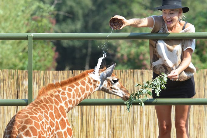 Sängerin Sarah Connor tauft das Giraffenbaby "Kerstin".