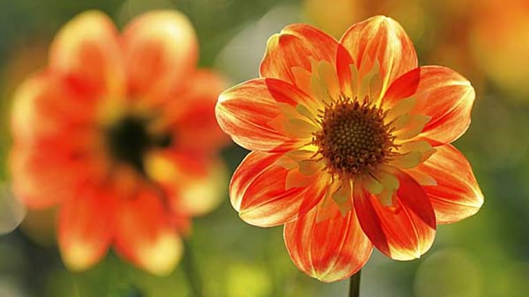 Dahlien