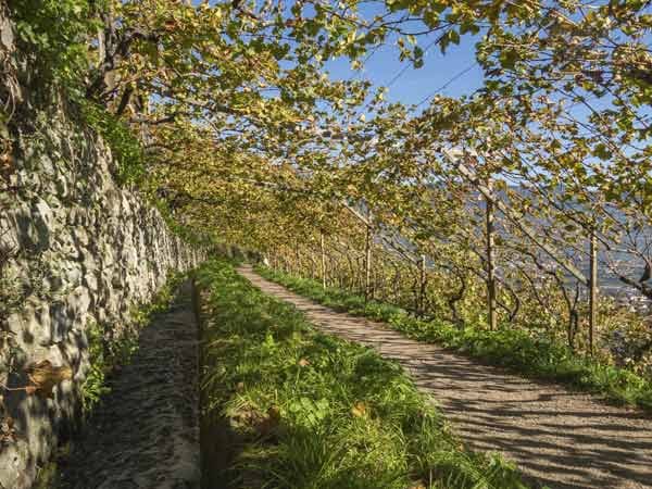 Lohnend ist auch eine Weinreise ins Meraner Land nach Südtirol. Dort lädt beispielsweise der Algunder Waalweg zu einer Wanderung inmitten der Reben ein.