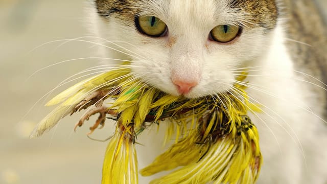 Passen Sie auf, dass Ihre Katze nicht auf Vogeljagd geht