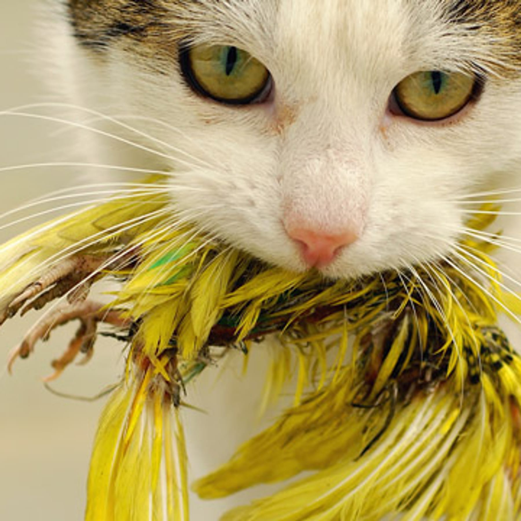 Katzenschreck im Garten: Was wirklich effektiv vor Katzen schützt