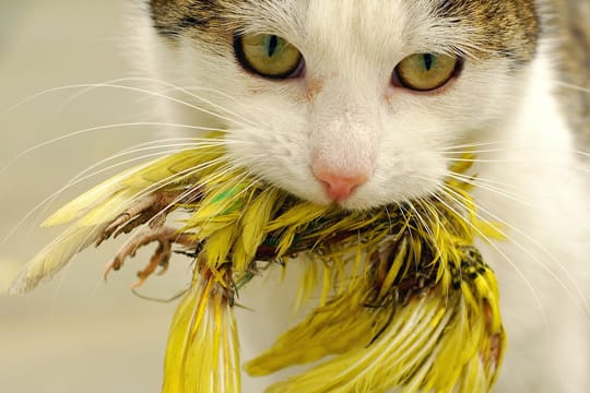 Passen Sie auf, dass Ihre Katze nicht auf Vogeljagd geht