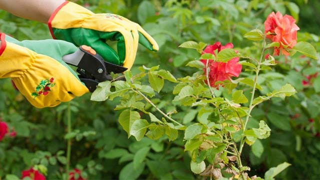 Schneiden Sie Rosen im Kübel im Frühjahr, wenn die Fröste weitgehend vorbei sind, zurück