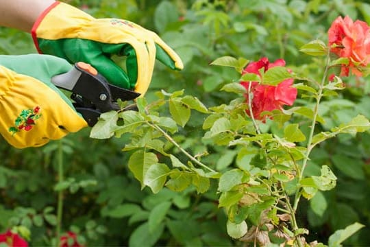 Schneiden Sie Rosen im Kübel im Frühjahr, wenn die Fröste weitgehend vorbei sind, zurück