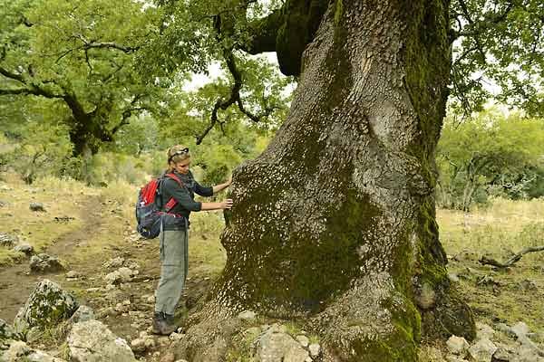 Wandern in Andalusien: Steineiche in der Sierra Grazalema.