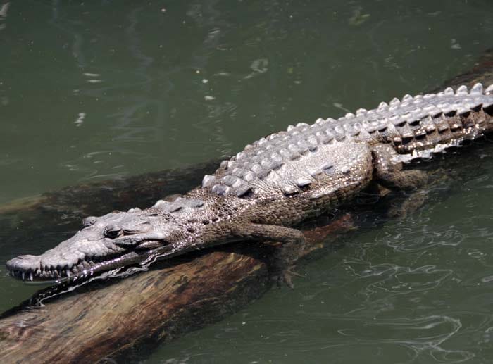 "Leben und sterben lassen" wurde im Zoo "Jamaica Swamp Safari" gedreht. Roger Moore balancierte damals über den Rücken mehrerer Krokodile. Ihre Nachkommen leben noch heute dort.