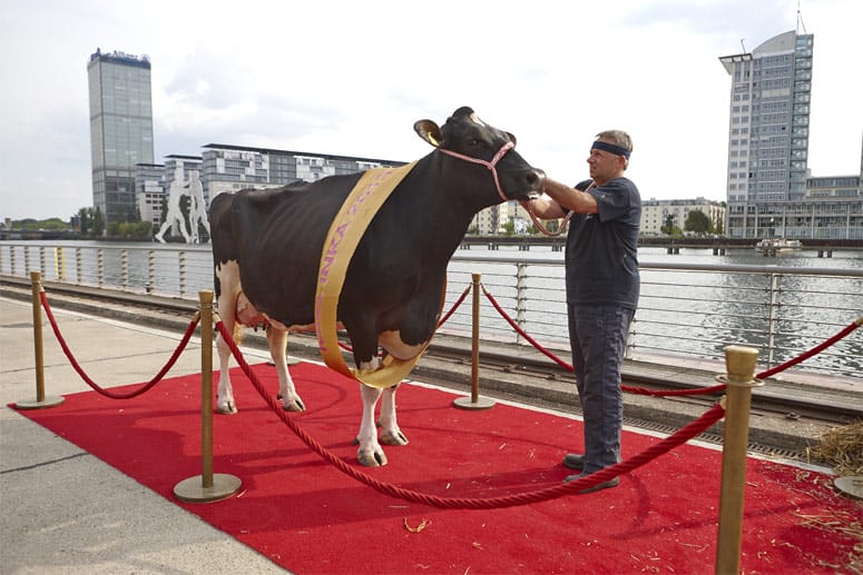 Ebenso zu Gast war der Kuh-Friseur Dieter Hooß, der während der Sendung die Kuh "Rolanda" frisierte.