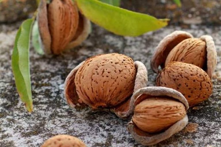 Mandeln sind Steinfrüchte. Denn die Früchte des Mandelbaums enthalten einen Steinkern, in dem sich ein Samen – also die Mandel – befindet.