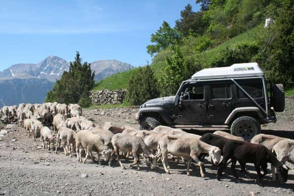 Tierischer Stau: Wenn Schafe den Weg kreuzen, müssen die Fahrzeuge warten.