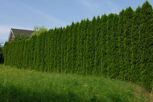 Thuja (Lebensbaum) hat einen schlanken Wuchs