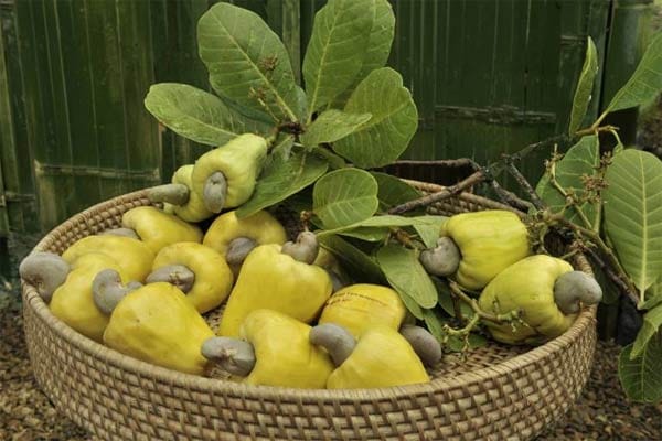Cashew: Die Kerne, die gerne gesalzen und geröstet als Snack verspeist werden, wachsen an der Frucht der Pflanze, dem sogenannten Cashewapfel.