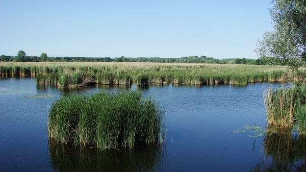 Schilfgebiet auf der Szigetköz, Donau.