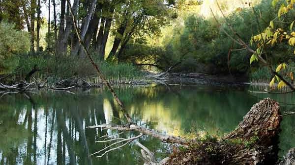 Altarm der Donau: Szigetköz, Ungarn.