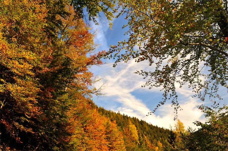 Wandern im Harz: Herbstlandschaft im Okertal.