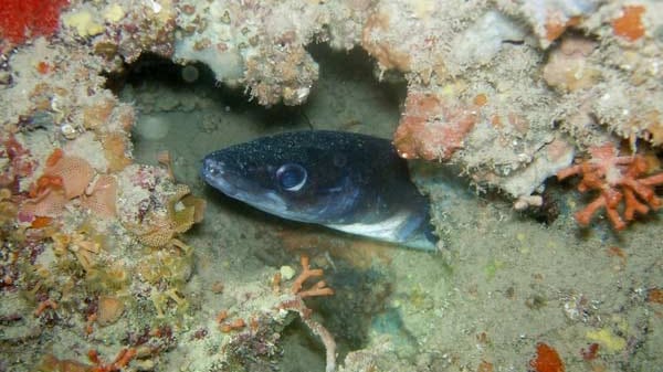 Fisch im Korallenriff.