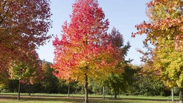 Der Amberbaum hat wohl eine der beeindruckendsten Herbstfärbungen. Die Palette reicht von gelborange bis purpur. Er kann an einem sonnigen bis halbschattigen Standort stehen und braucht nährstoffreichen Boden. Der Amberbaum wird etwa zehn Meter hoch und bis zu vier Meter breit.