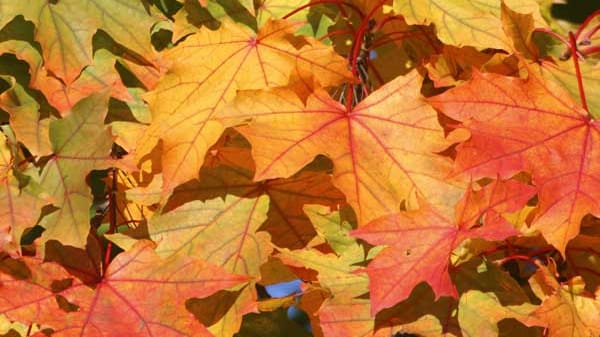 Bekannt für seine bunte Herbstfärbung sind auch die meisten Ahornsorten. Doch die Bäume werden auch wegen ihrer Wuchsform und der dekorativen Rinde gepflanzt. Der Rostbart-Ahorn hat weiße Längsstreifen, der Zimt-Ahorn besticht durch eine zimtbraune Rinde, die sich in großen, dünnen Streifen vom Stamm und den Ästen ablöst.