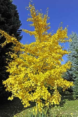 Ganz in gelb präsentiert sich der Gingko im Herbst. Der "Baum des Jahrtausends" gilt als Glücksbringer und wächst prinzipiell auch im Halbschatten. An einem sonnigen Standort fühlt er sich allerdings wohler.