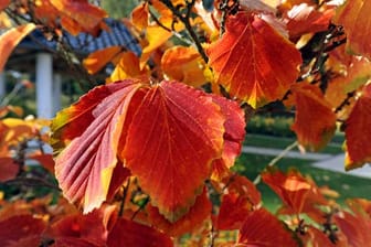 Die Zaubernuss ist besonders praktisch als bunter Farbtupfer für die Kalte Jahreszeit. Im Herbst gefällt sie mit bunten Blättern, im Winter lockern farbige Blüten den tristen Garten auf. Sie braucht einen sonnigen oder halbschattigen, windgeschützten Standort.