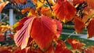 Die Zaubernuss ist besonders praktisch als bunter Farbtupfer für die Kalte Jahreszeit. Im Herbst gefällt sie mit bunten Blättern, im Winter lockern farbige Blüten den tristen Garten auf. Sie braucht einen sonnigen oder halbschattigen, windgeschützten Standort.