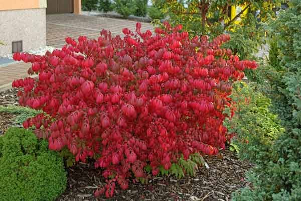 Der Flügelspindelstrauch oder Korkflügelstrauch zeigt eine sehr intensive Rotfärbung. Kleinwüchsige Sorten sind gut für kleine Gärten oder den Vorgarten geeignet.
