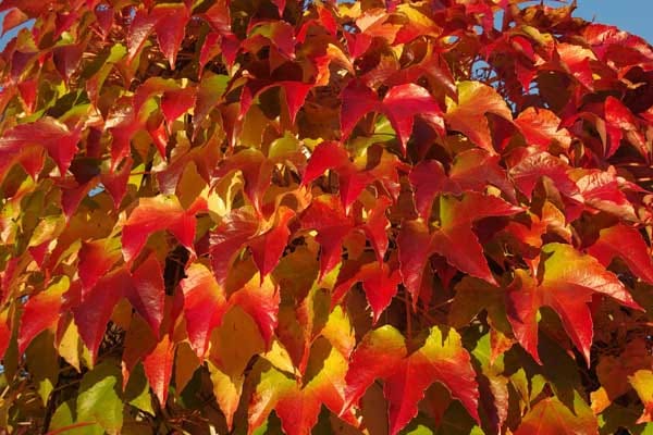 Auch unansehnliche Mauern lassen sich im Herbst botanisch hübsch färben: Wilder Wein wächst an Wänden hoch und färbt sich im Herbst rot.