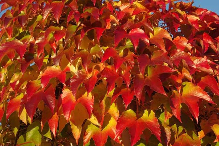 Auch unansehnliche Mauern lassen sich im Herbst botanisch hübsch färben: Wilder Wein wächst an Wänden hoch und färbt sich im Herbst rot.
