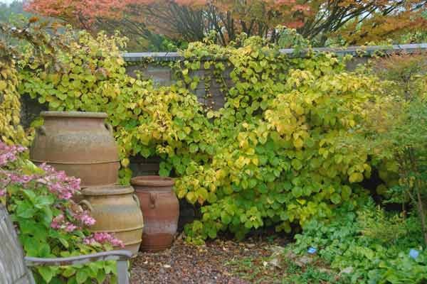 Auch mit Kletterhortensien lassen sich weniger schöne Ecken im Garten begrünen. Sie eignen sich für Gartenhäuschen, alte Baumstämme oder Zäune. Im Herbst werden sie goldgelb.