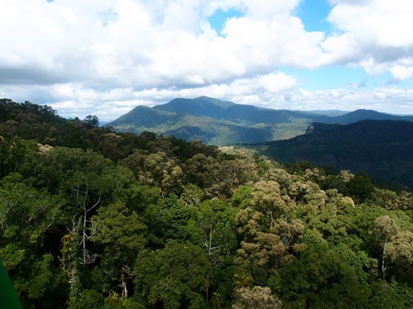 Daintree Rainforest: Blick aus der Gondel.