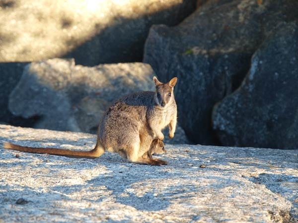 Rock Wallabie in Queensland, Australien.