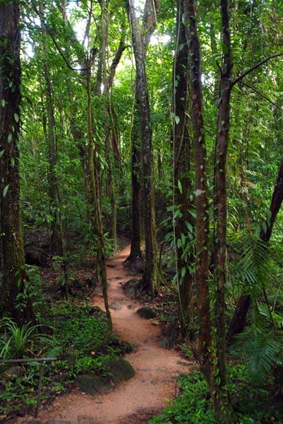 Regenwald in Mossman, Australien.