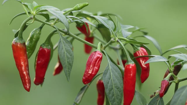 Chilipflanzen können Sie einfach auf der Fensterbank oder im eigenen Garten anpflanzen