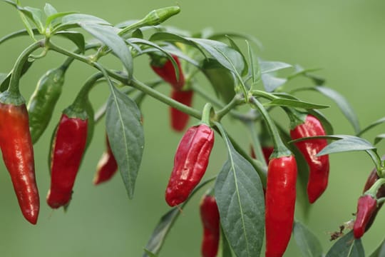 Chilipflanzen können Sie einfach auf der Fensterbank oder im eigenen Garten anpflanzen