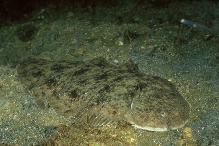 Plattfisch angeln: Seezunge (Solea vulgaris).