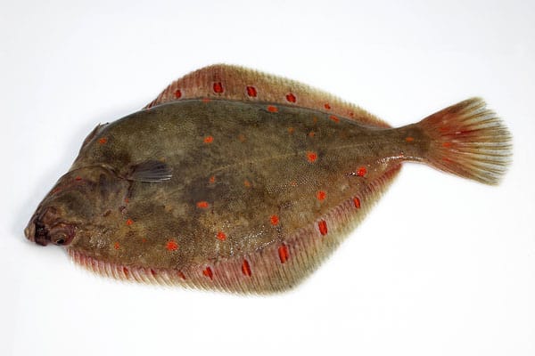 Plattfisch angeln: Scholle (Pleuronectes platessa).