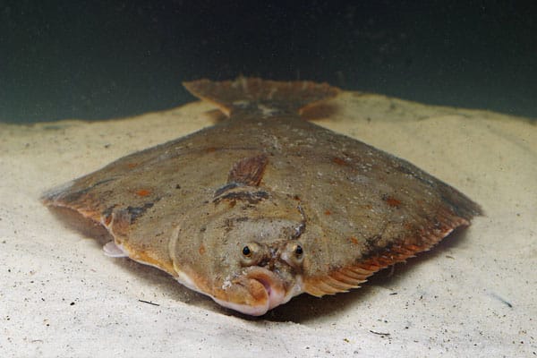 Plattfisch angeln: Flunder (Platichthys flesus).