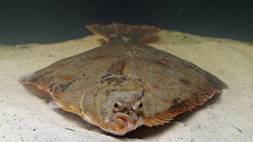 Plattfisch angeln: Flunder (Platichthys flesus).